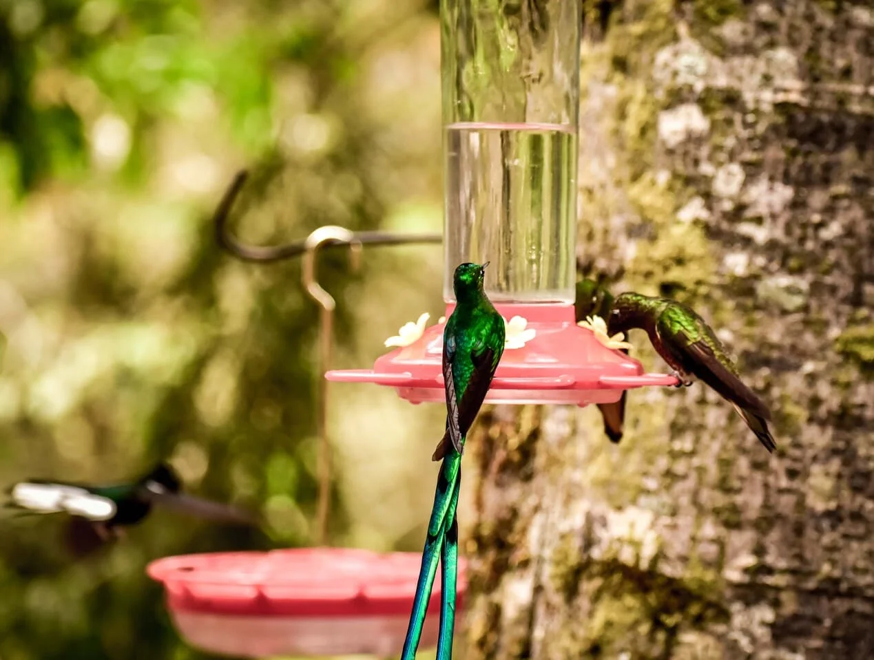 ACAIME - CAYANA ECOTOURS 6