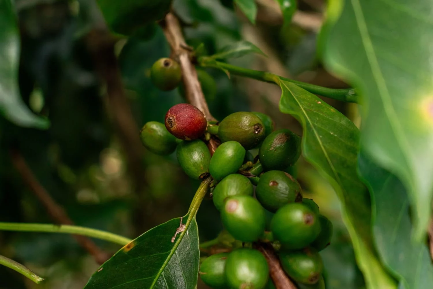 FRUTO DE CAFÉ