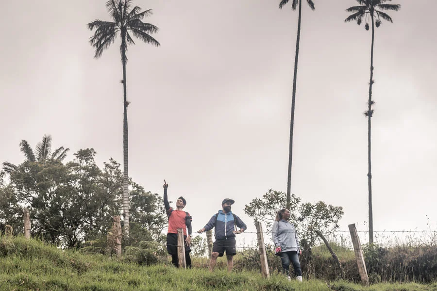 PALMA DE CERA EN ASCENSO 6
