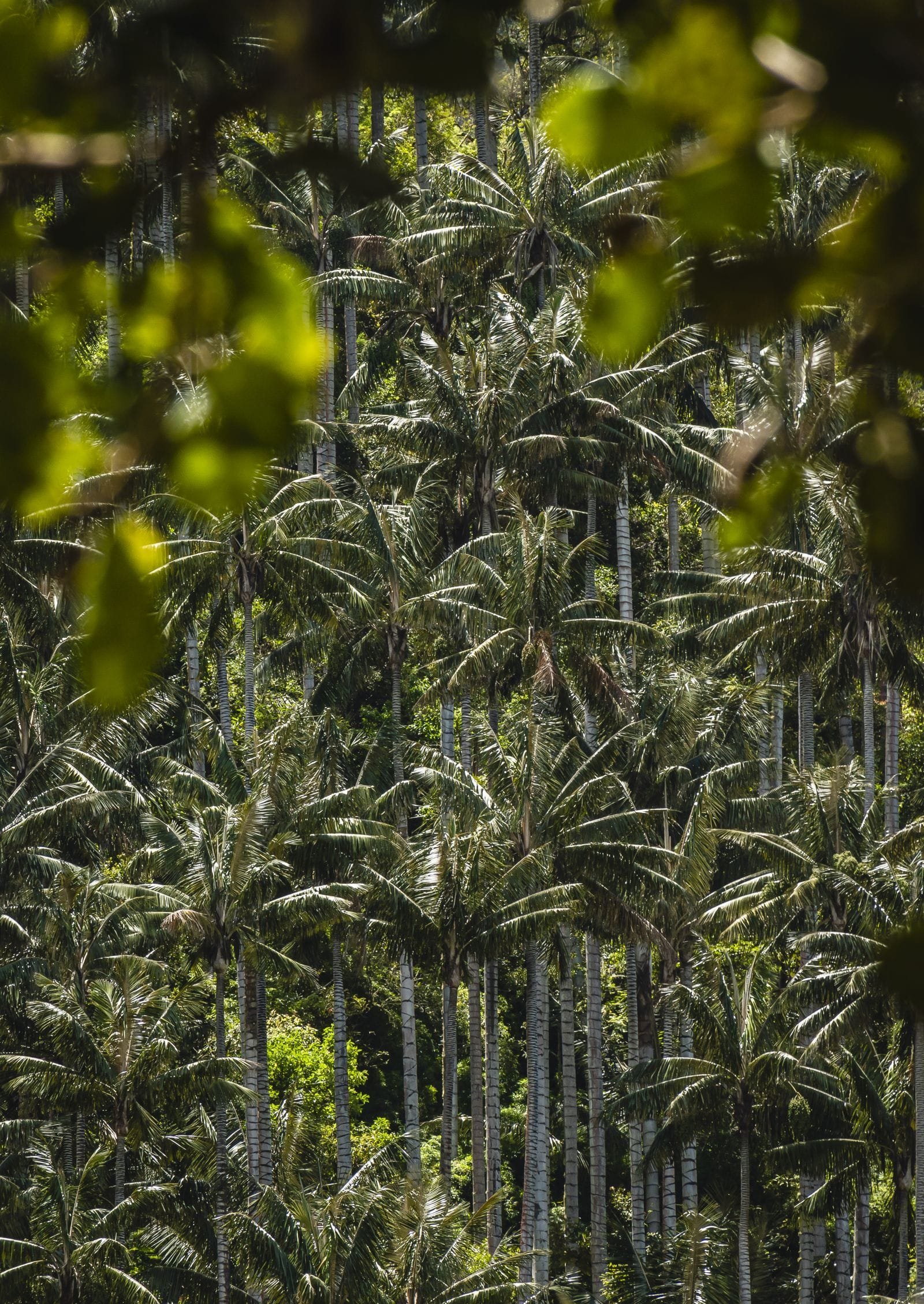 Ladera cubierta por un bosque denso de palmas de cera