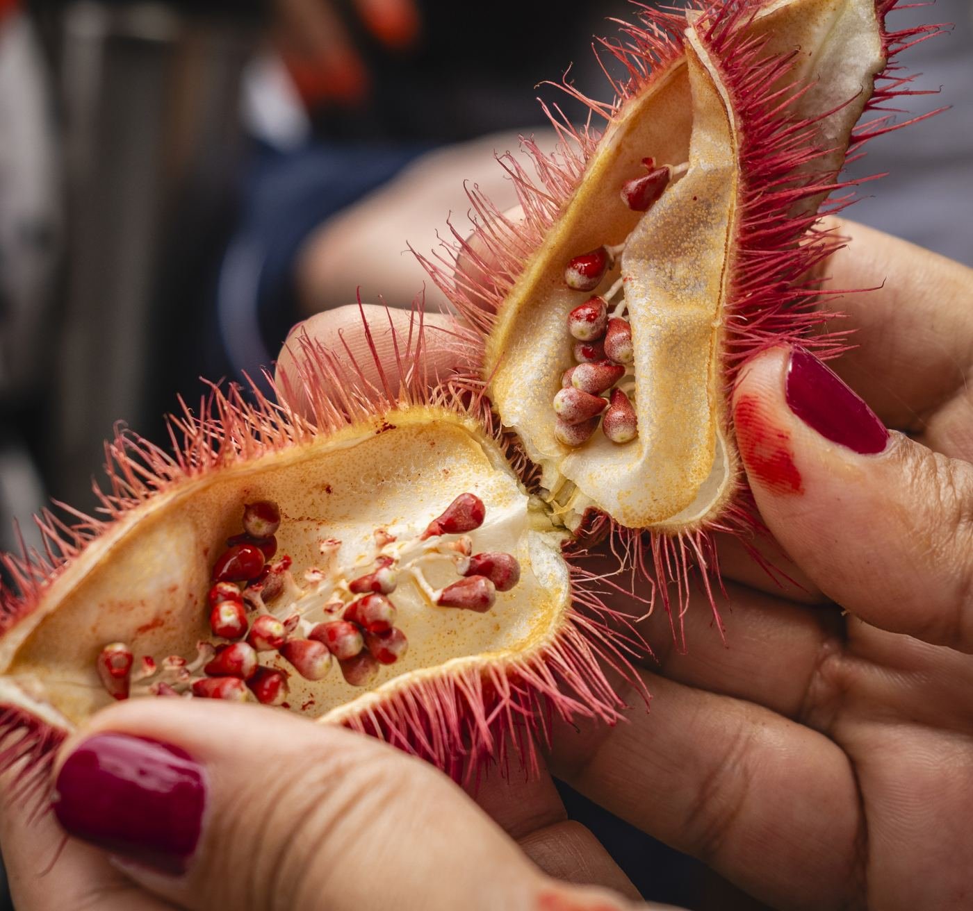 Manos abriendo un fruto de achiote, ingrediente de la cocina campesina