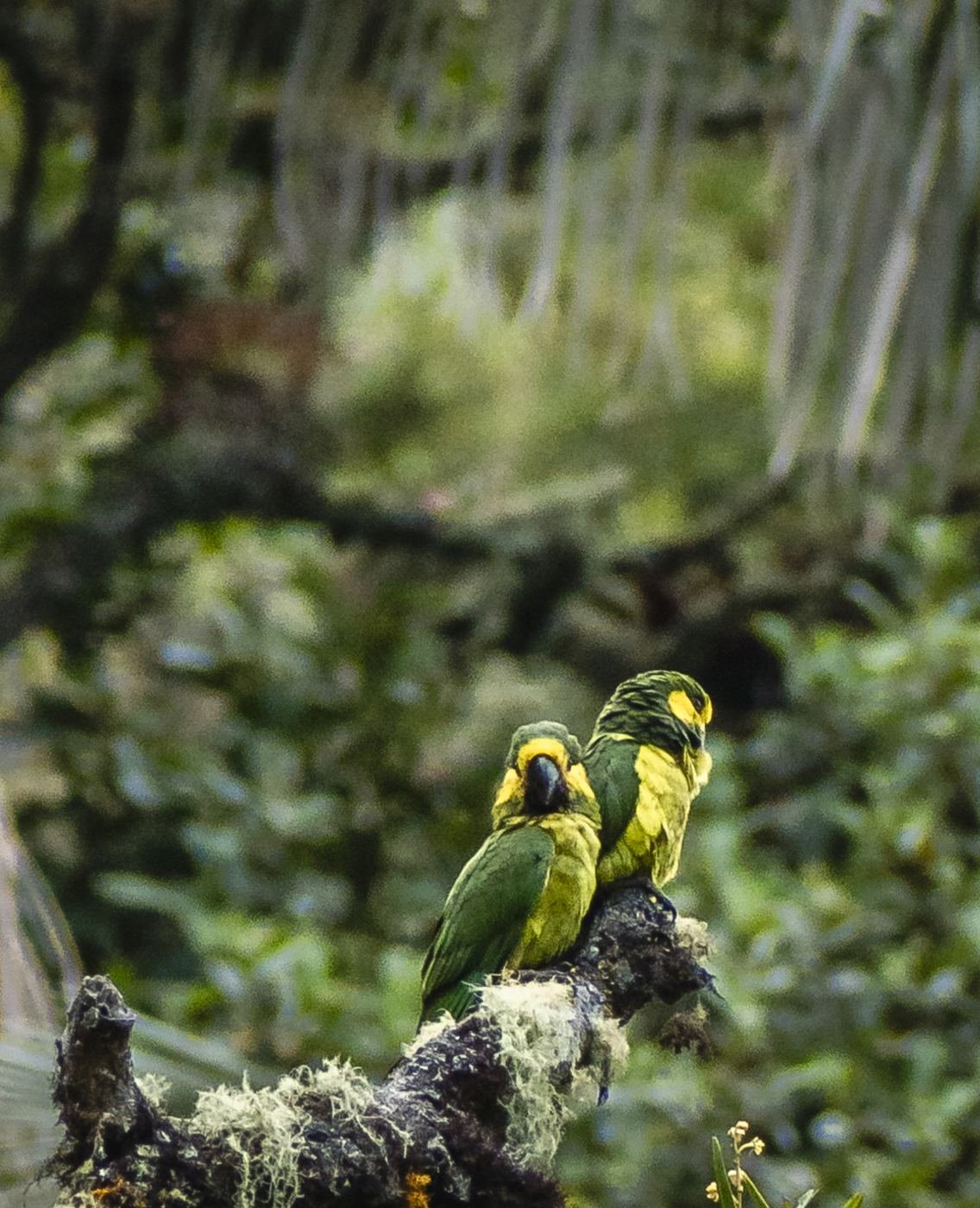 Pareja de loros orejiamarillos posada en una rama