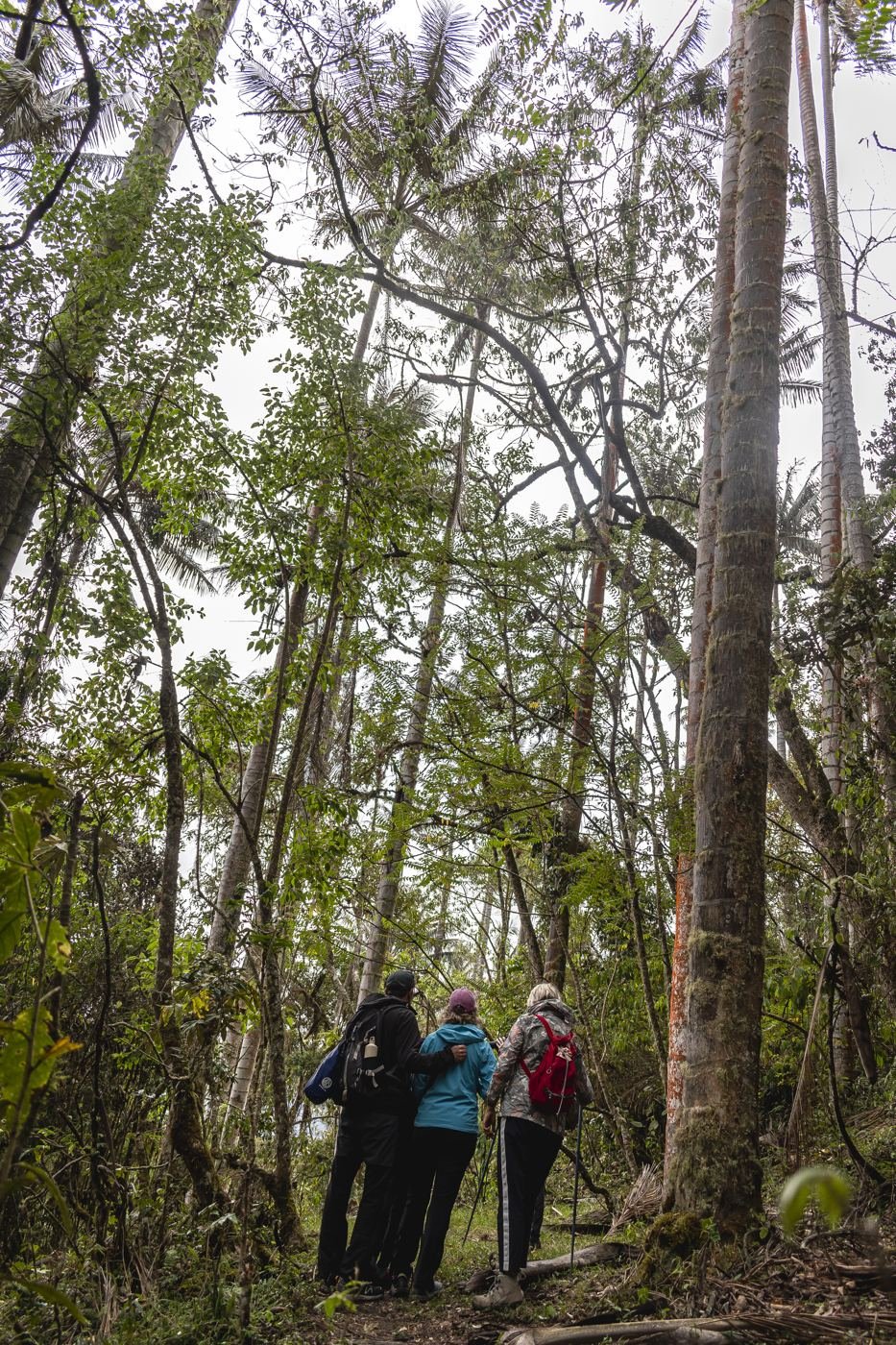 Viajeros caminando dentro del bosque de palmas de cera
