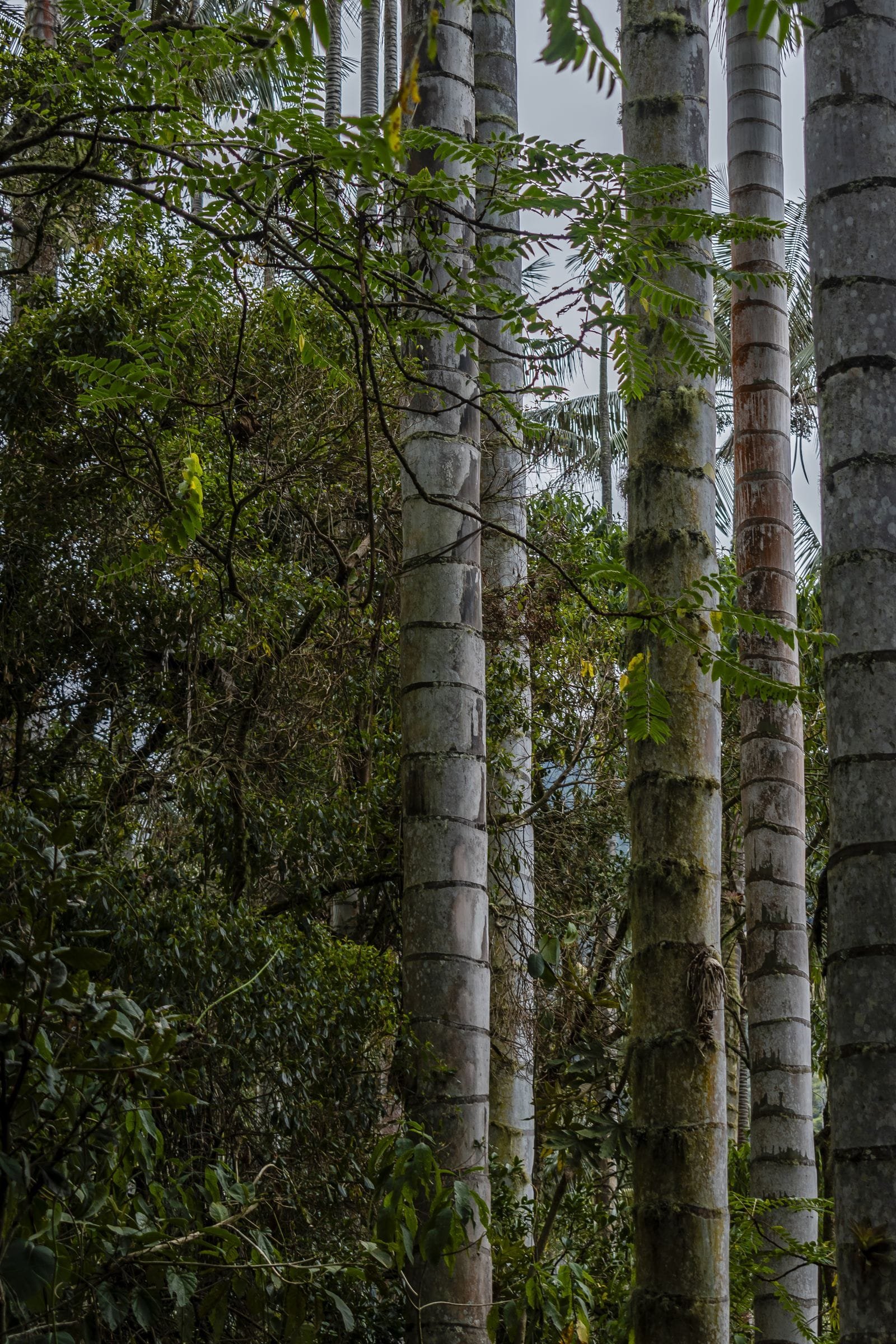 Troncos anillados de palmas de cera dentro del bosque nativo