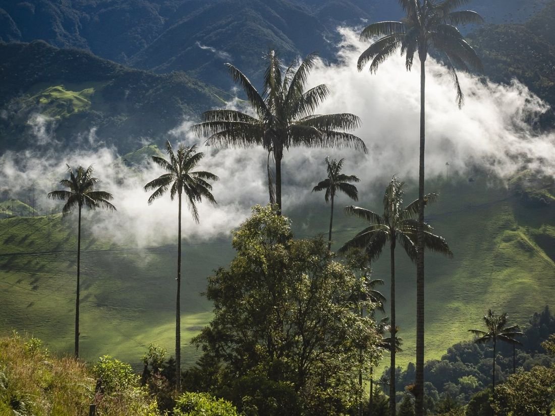 Palmas de cera del Valle de Cocora