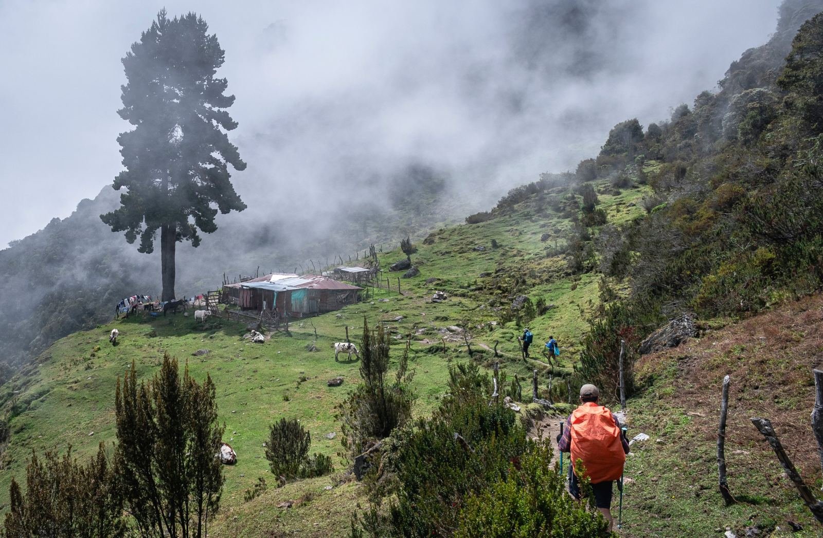 Viajero caminando hacia un refugio campesino entre la niebla