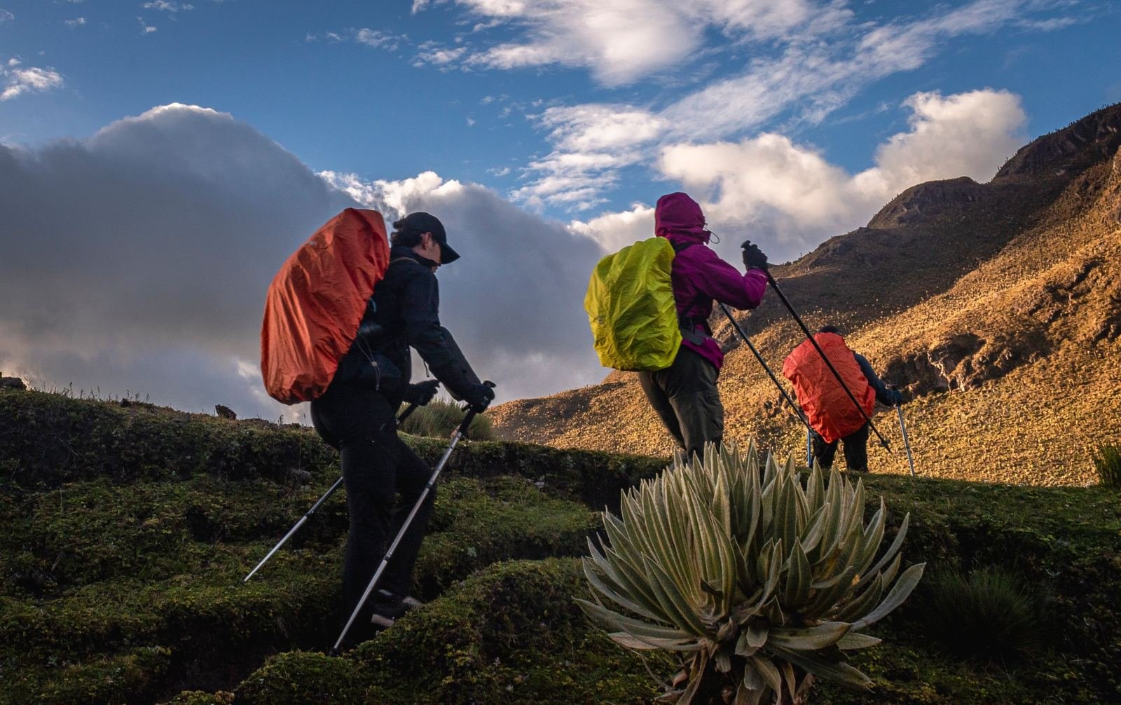 Viajeros caminando con bastones junto a un frailejón