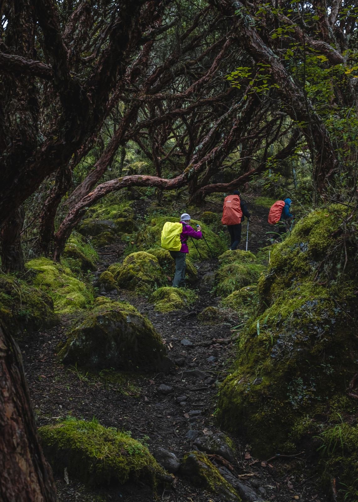 Viajeros caminando por el bosque de sietecueros cubierto de musgo
