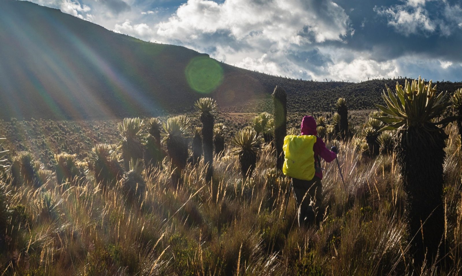 Viajera caminando entre frailejones con el sol de la mañana